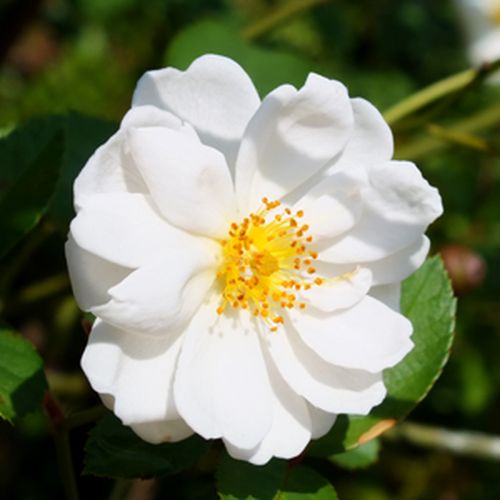 30-60 cm - Rózsa - Katharina Zeimet® - Online rózsa vásárlás